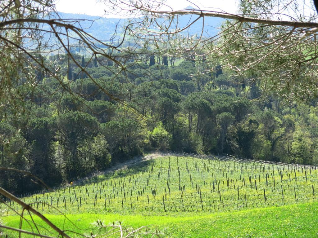 Agriturismo Il Palagetto 포마란체 외부 사진