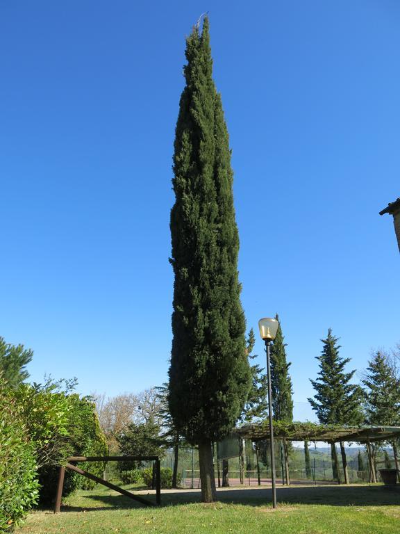 Agriturismo Il Palagetto 포마란체 외부 사진