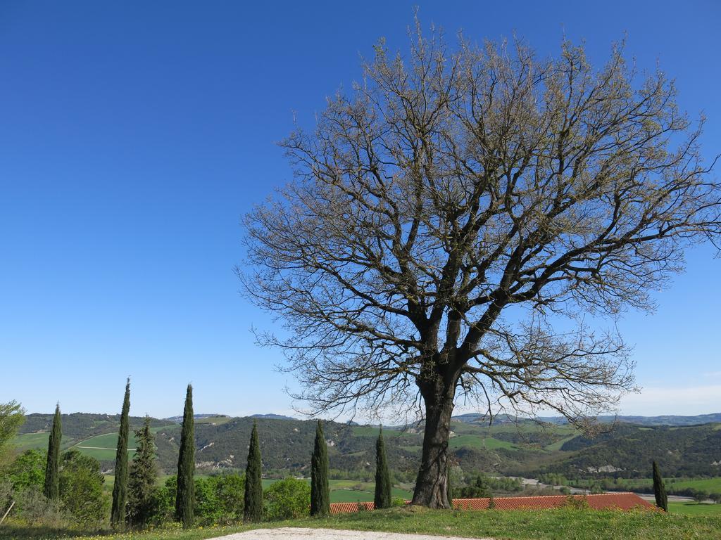 Agriturismo Il Palagetto 포마란체 외부 사진